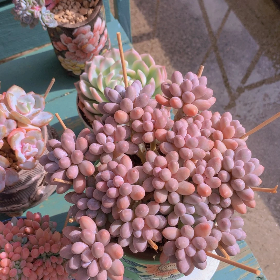 汤圆捧花无砍群老桩