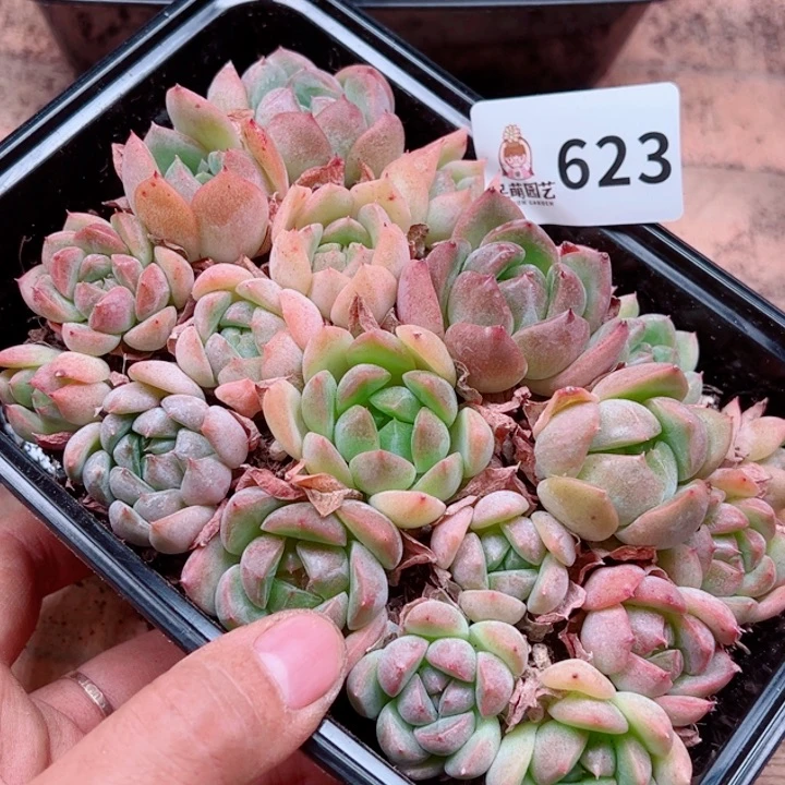 多肉植物多肉植物