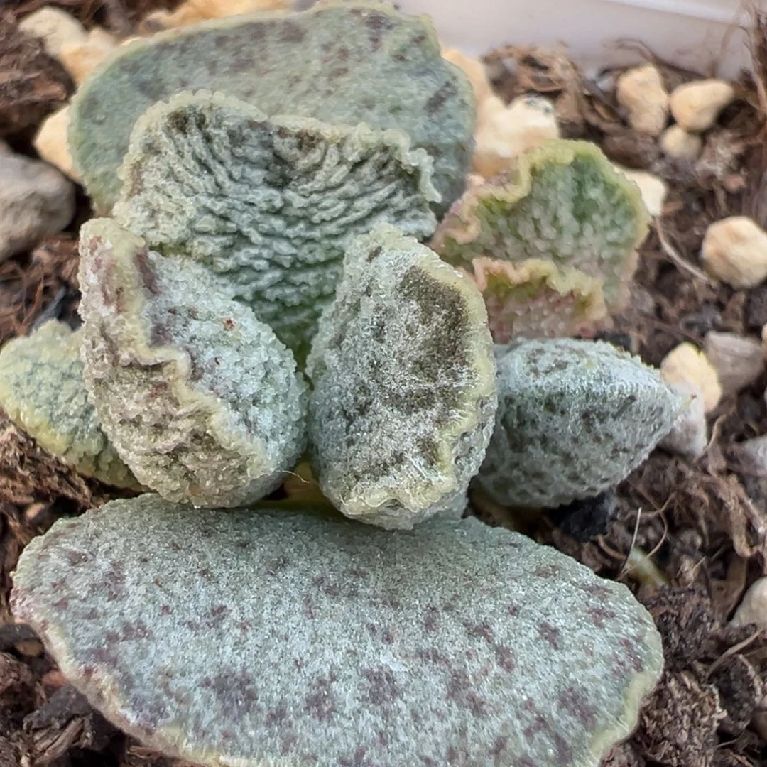 实生新品多肉植物水泡