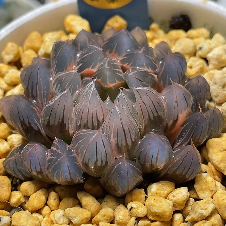496糊斑霓虹灯锦母本
