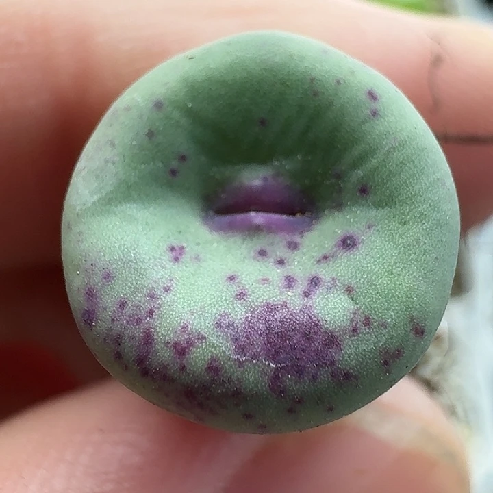 老马生石花se嘴2108