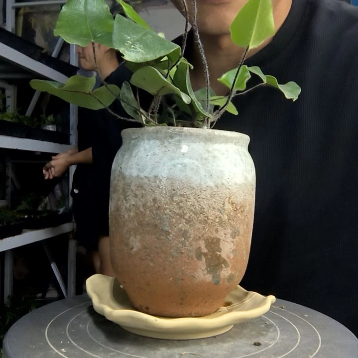 沐**林中青园艺一物一拍52