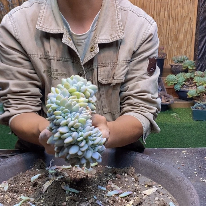 。***.36号粉兔多肉植物