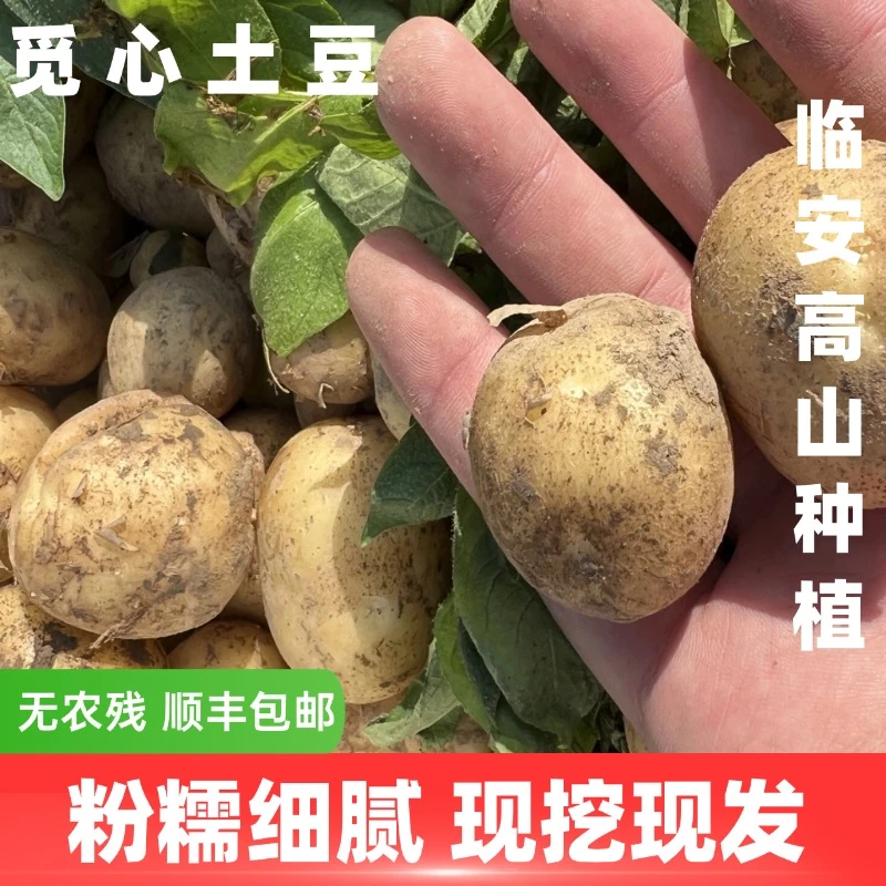 【觅心农场】生态自然放心蔬菜春季新鲜现挖土豆粉糯细腻微微甜