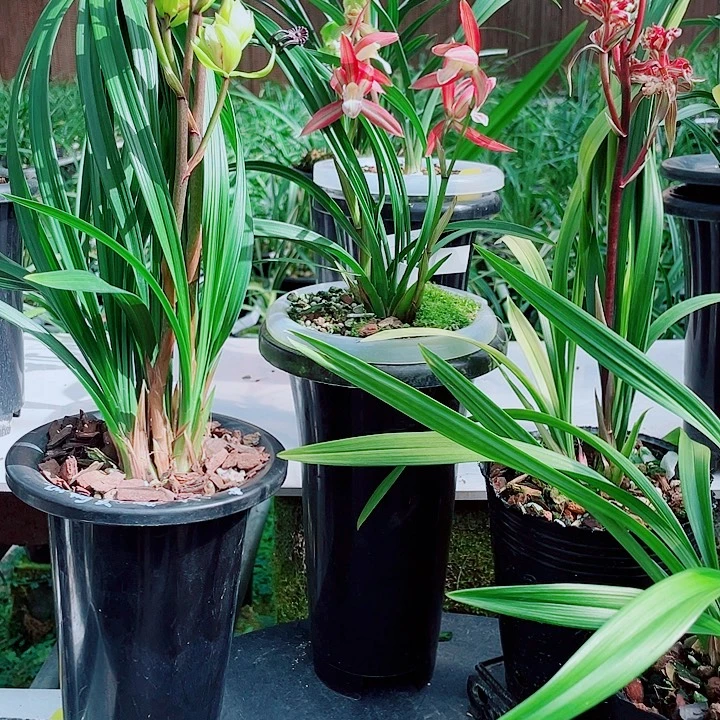 云***哥完全开放一物去漂亮