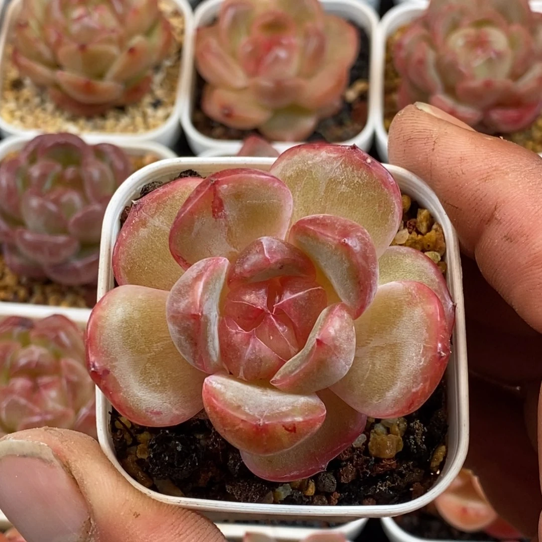 天官赐福百无禁忌