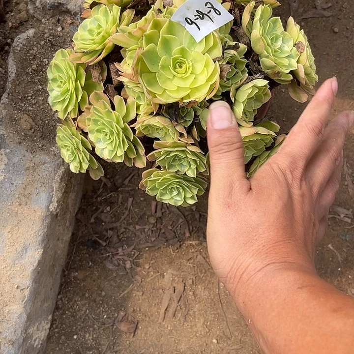 9-29-8雨荷法师锦多肉