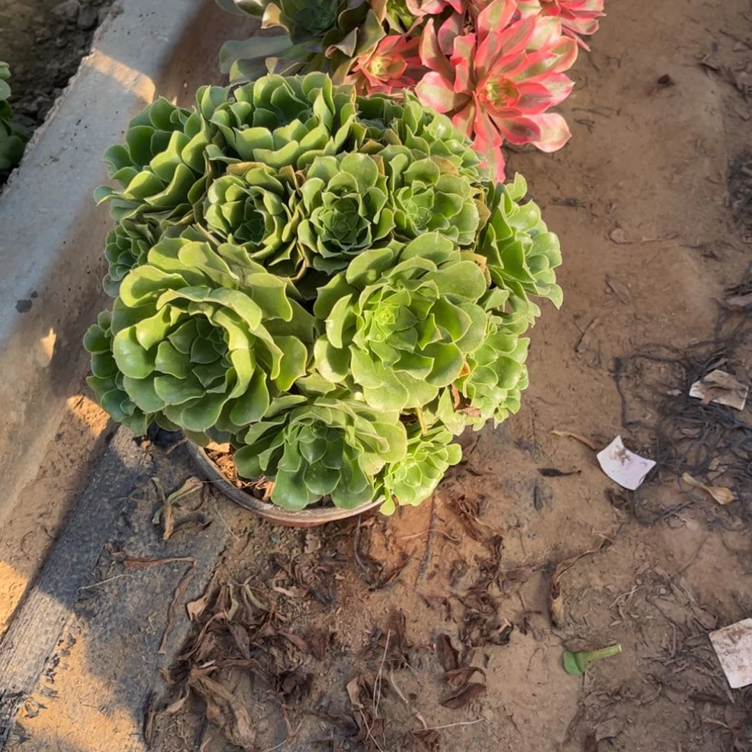 绿杨蓉764不包断枝