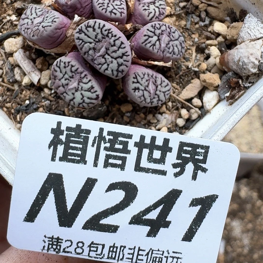 多肉植物的润泽法v