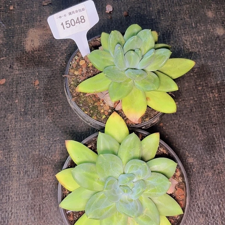 多肉植物15048~~~~