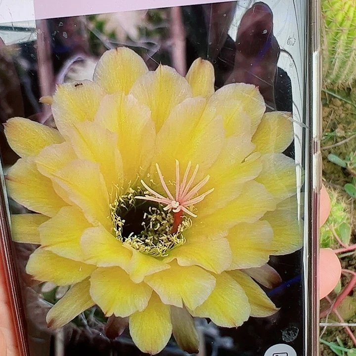 毛花柱法一带根  15公分左右