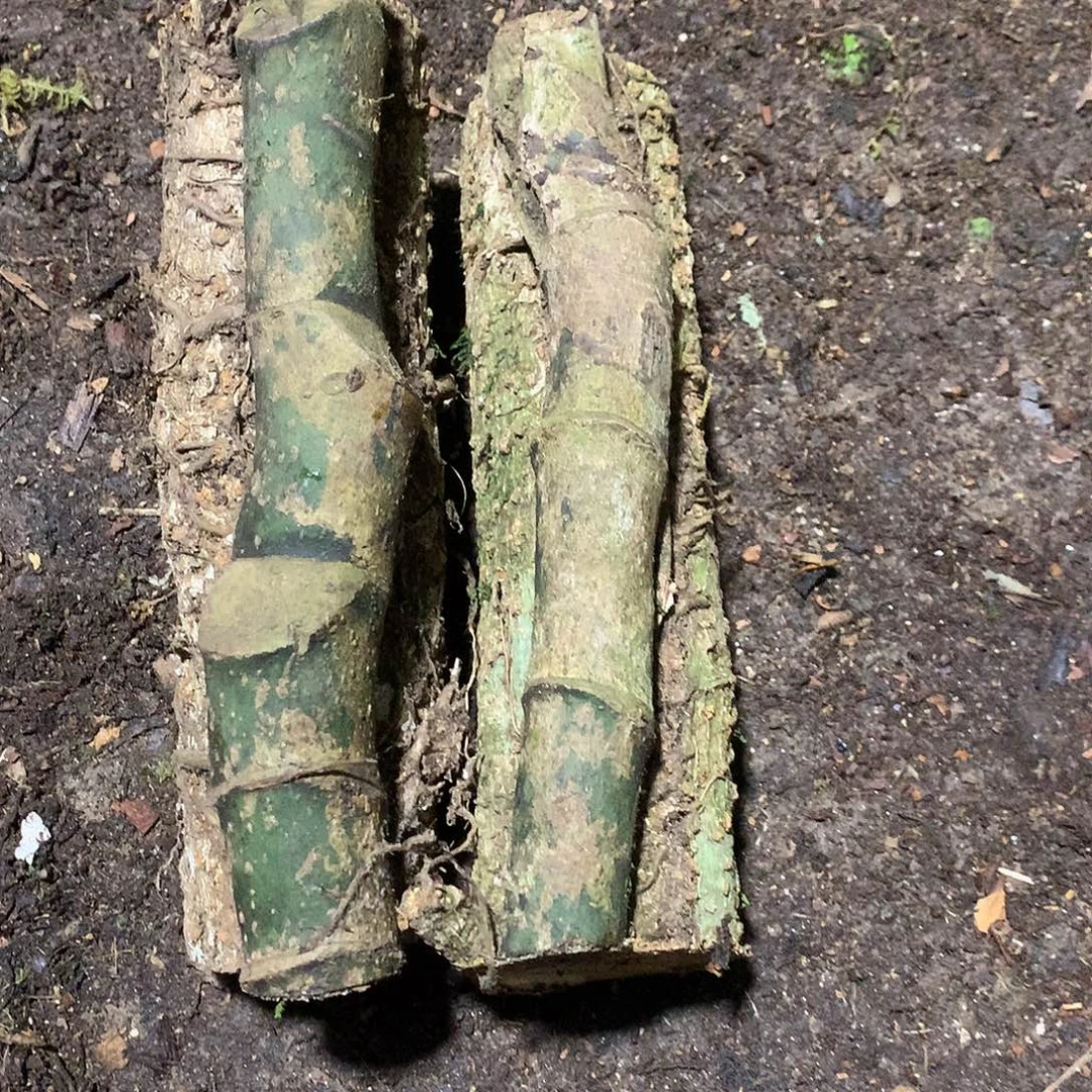 当前无花栽培后可以开花