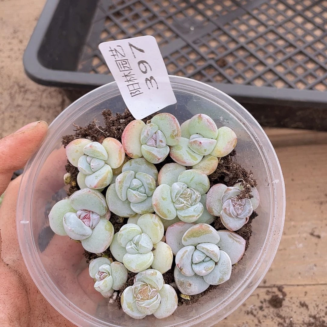 多肉植物多肉植物397