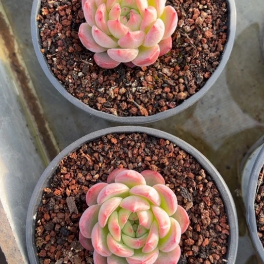 红鸾 2棵组 夏鸣园艺