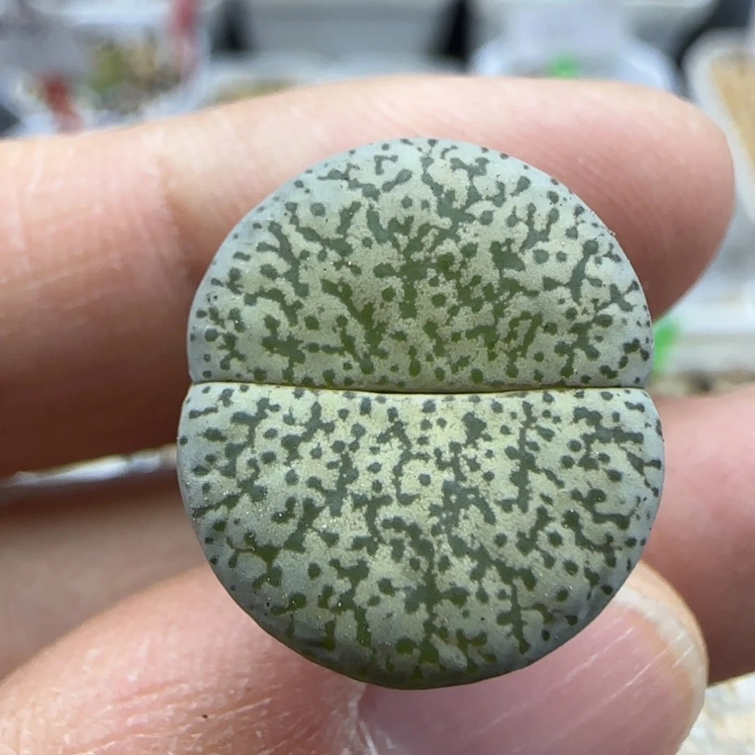 888 清框福利30包邮