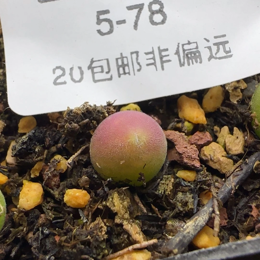 很*旷宝辉玉脱土发货。