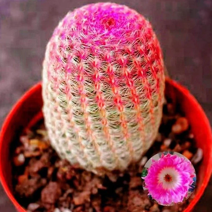 红太阳多肉植物三颗裸根发货以直播间展示为准（满15.8包邮）