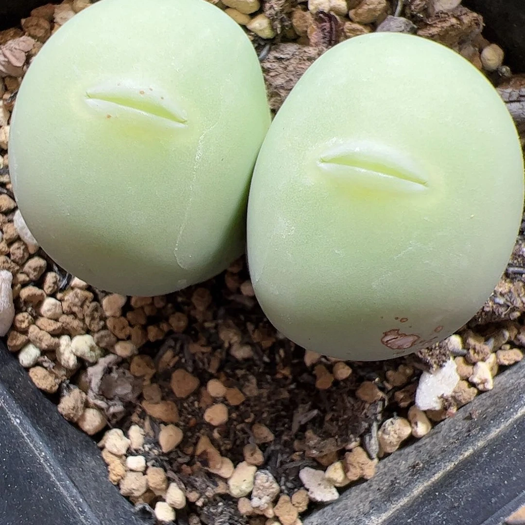 【闪购商品】29 福利嘟嘴大鸽子蛋双头