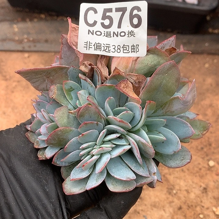 布鲁兰缀化 576 需要延迟发货 满100 送可爱玫瑰缀化