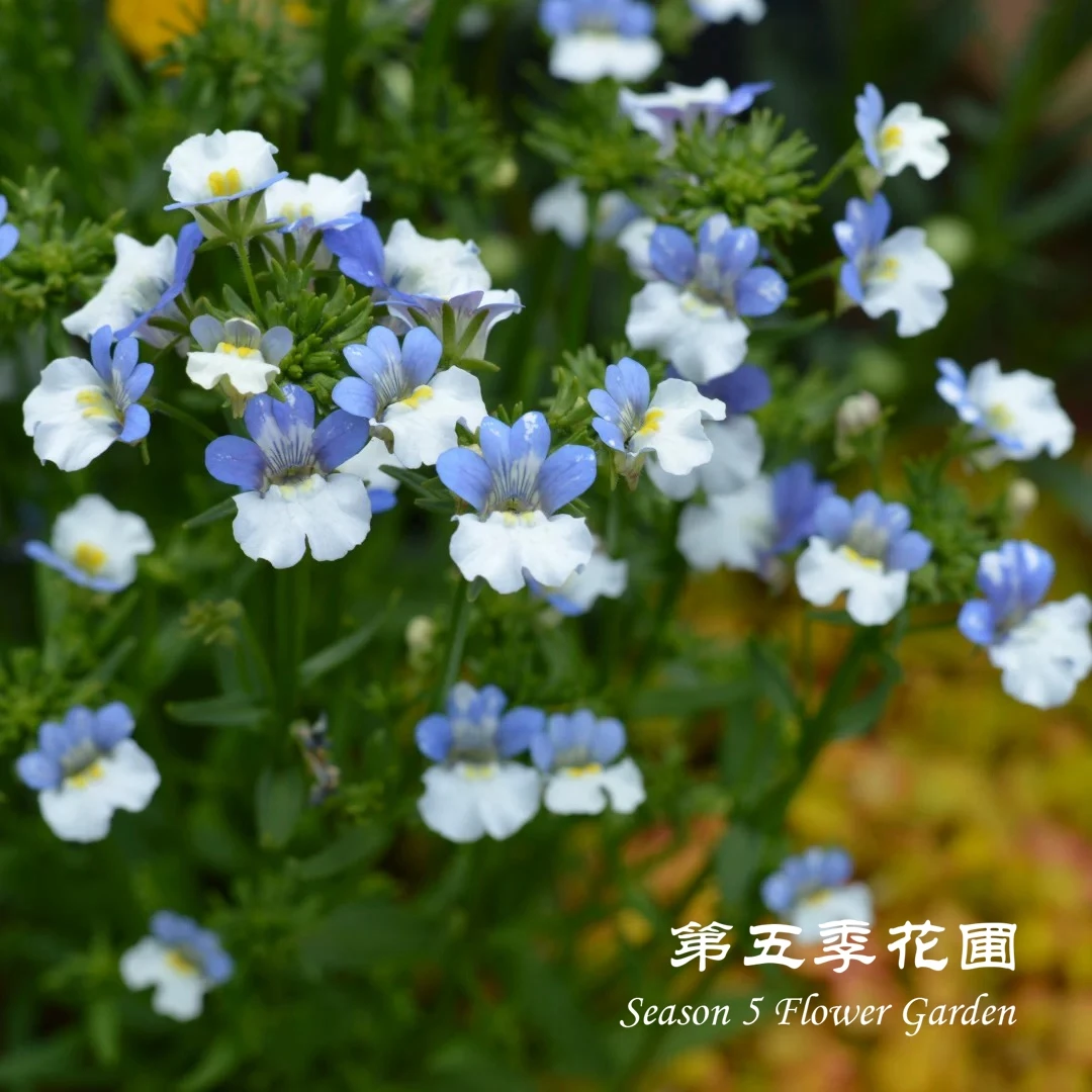 第五季花圃 龙面花 蓝白航空 耐寒春季开花植物 庭院阳台盆栽花苗