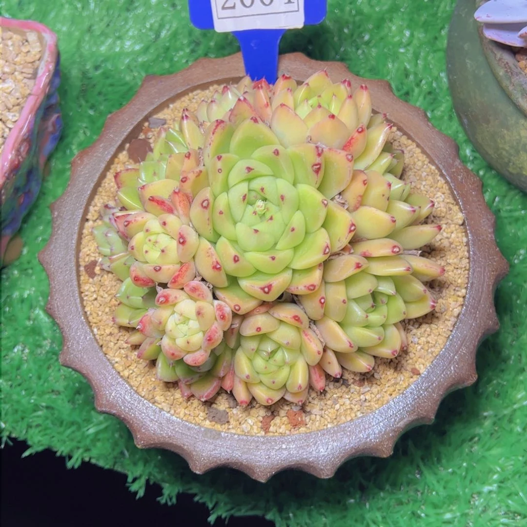 妈****体石英2004多肉植物