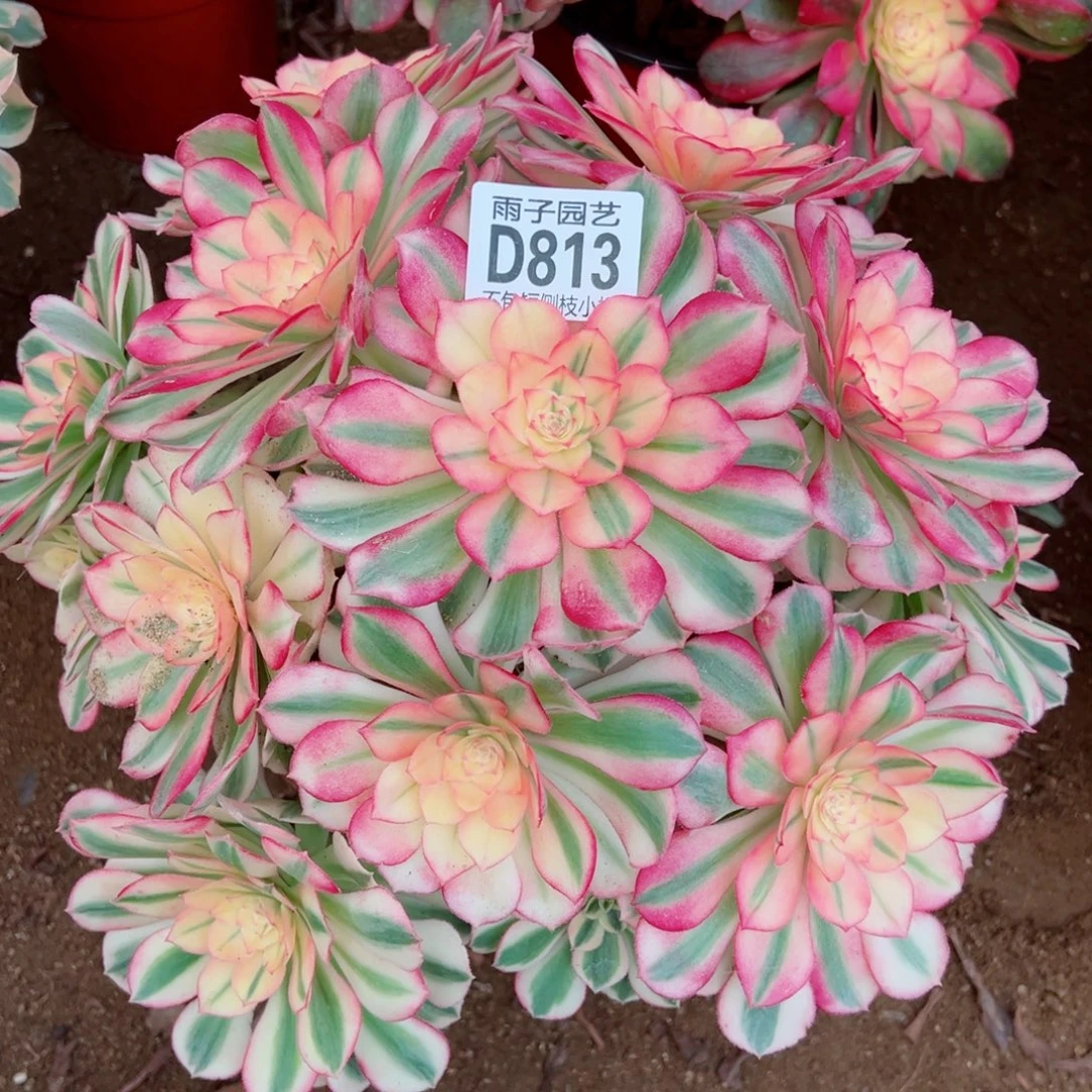 813倾城雨子多肉植物