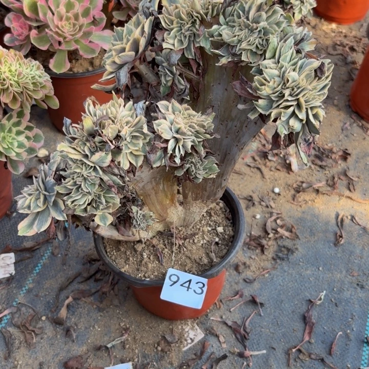 灿烂缀多肉植物不包损943会氧化发黑