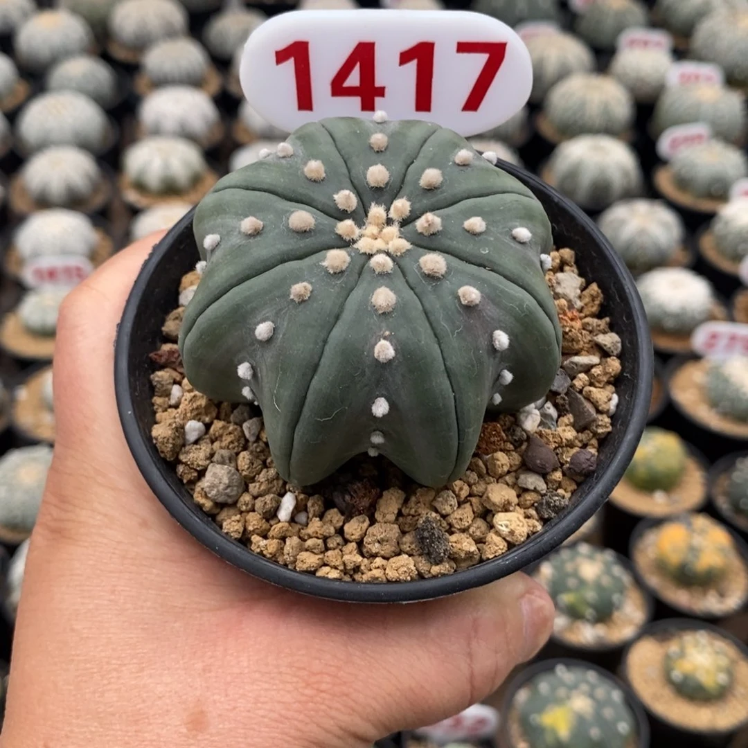 1417高脚琉璃指纹海星