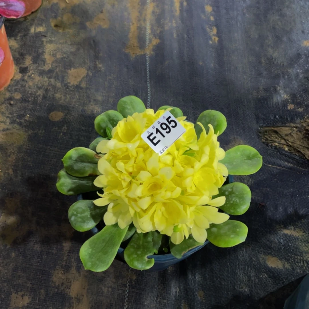 【闪购商品】19500