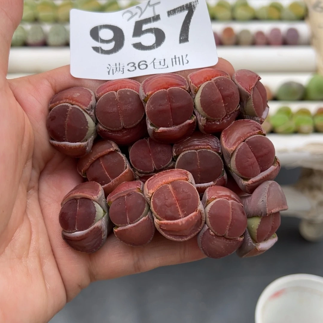 雪****83.6好看的多肉脱土发货957