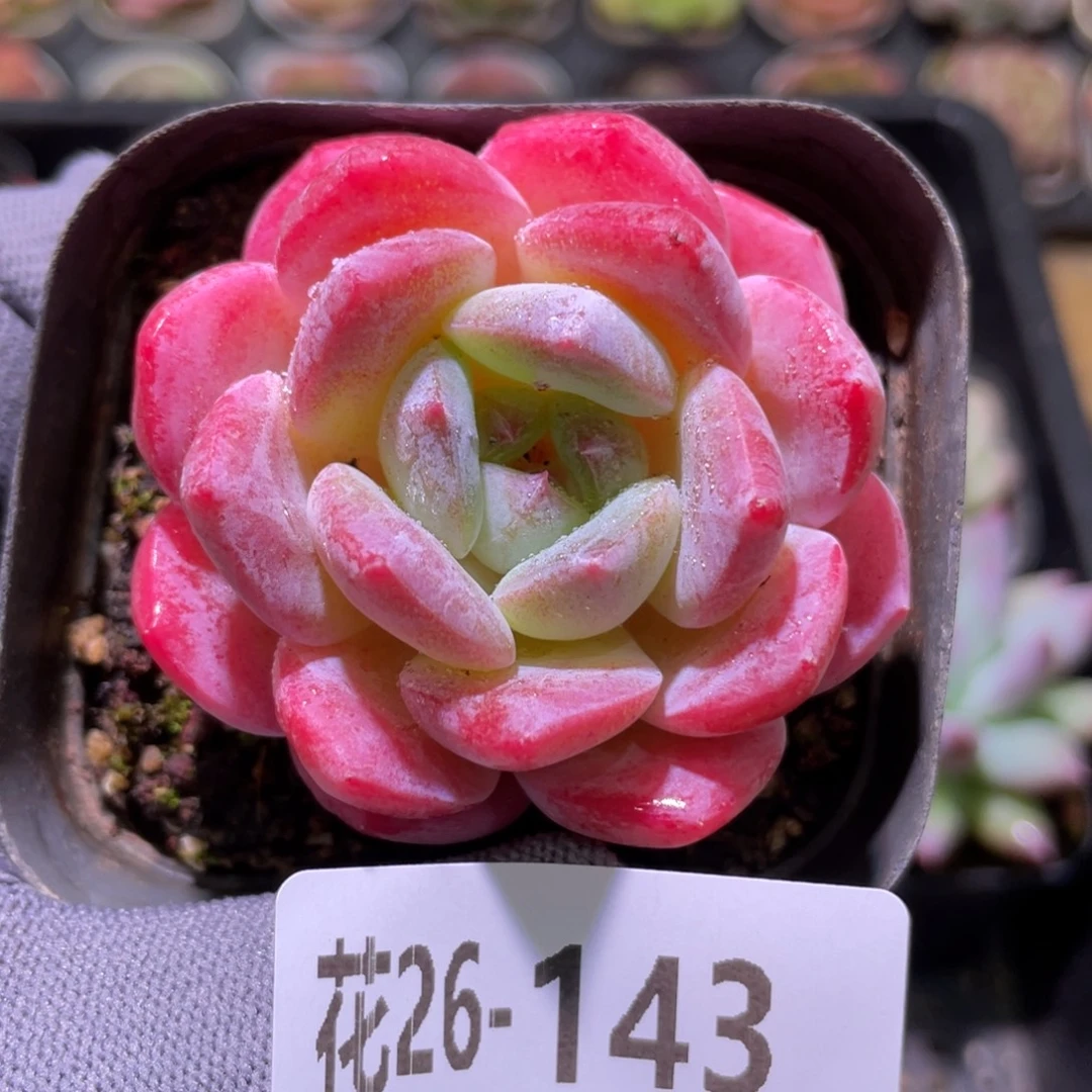 花利美26-143冰糖