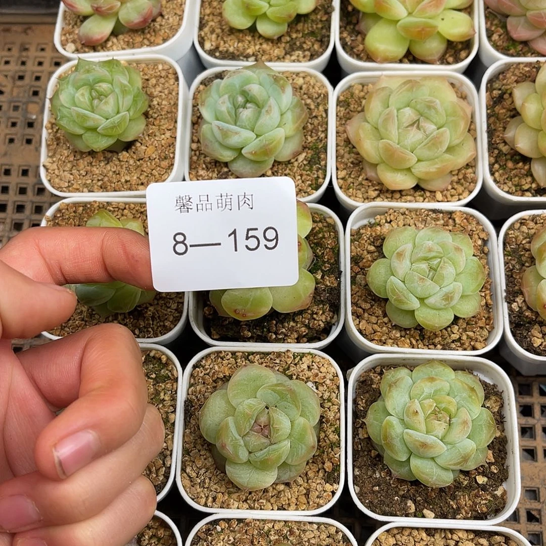 珍妮3颗量拍8-159