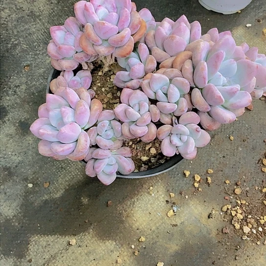 一*鱼奥普多肉植物群