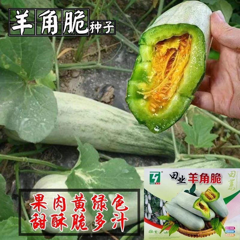 羊角脆甜瓜种子薄皮香甜瓜种籽羊角蜜籽口感酥脆农家四季瓜果