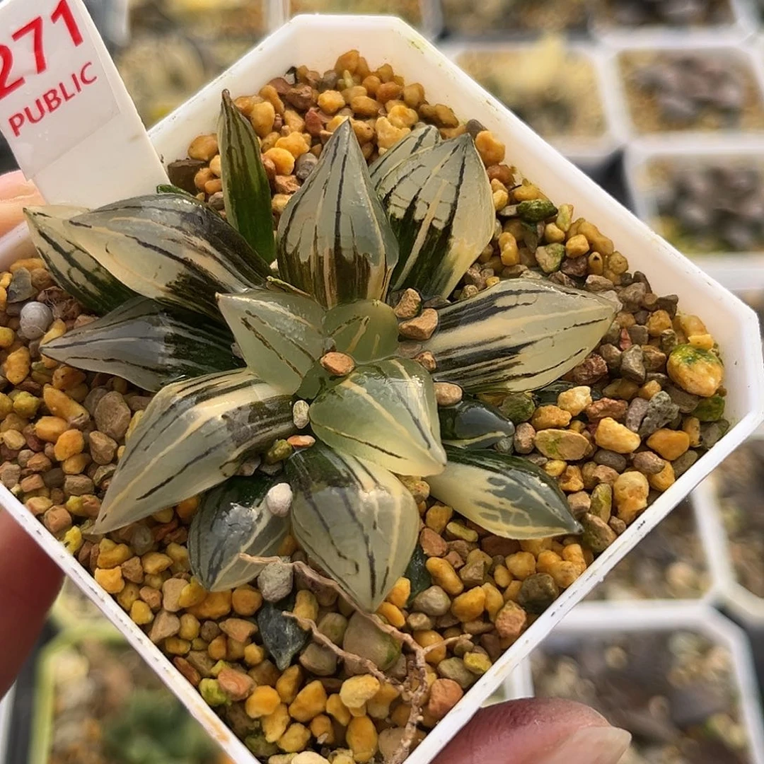 271西瓜寿锦一物一图