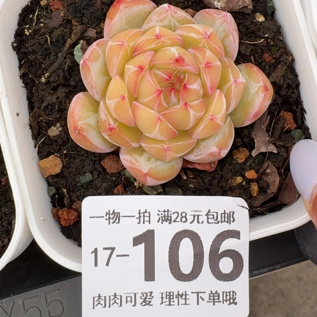 雪花珍妮无盆土发货无