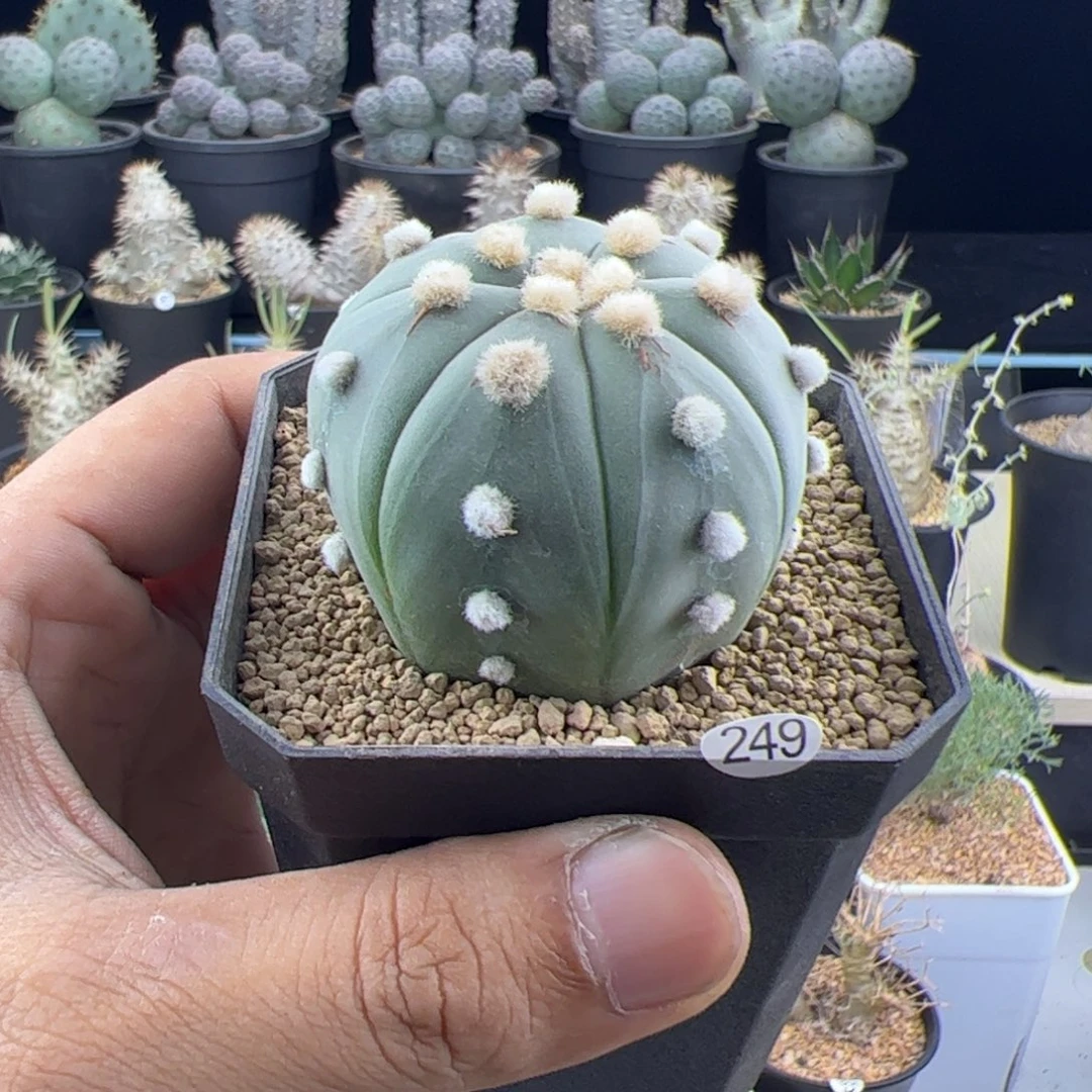 琉璃殿一物一拍，，，，，