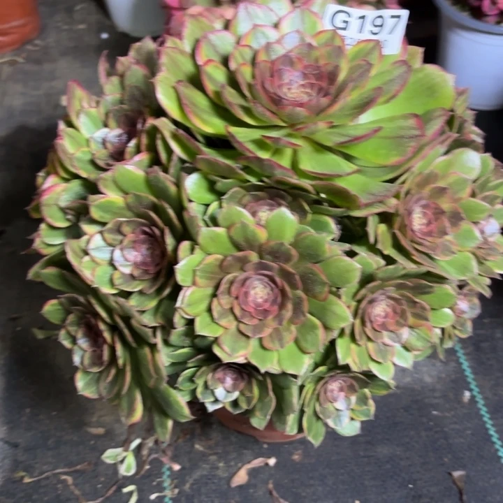 瑞妈一物一拍197