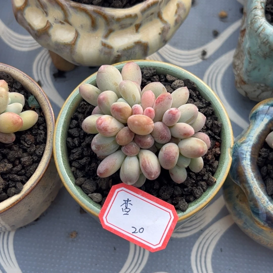 多肉植物多肉植物