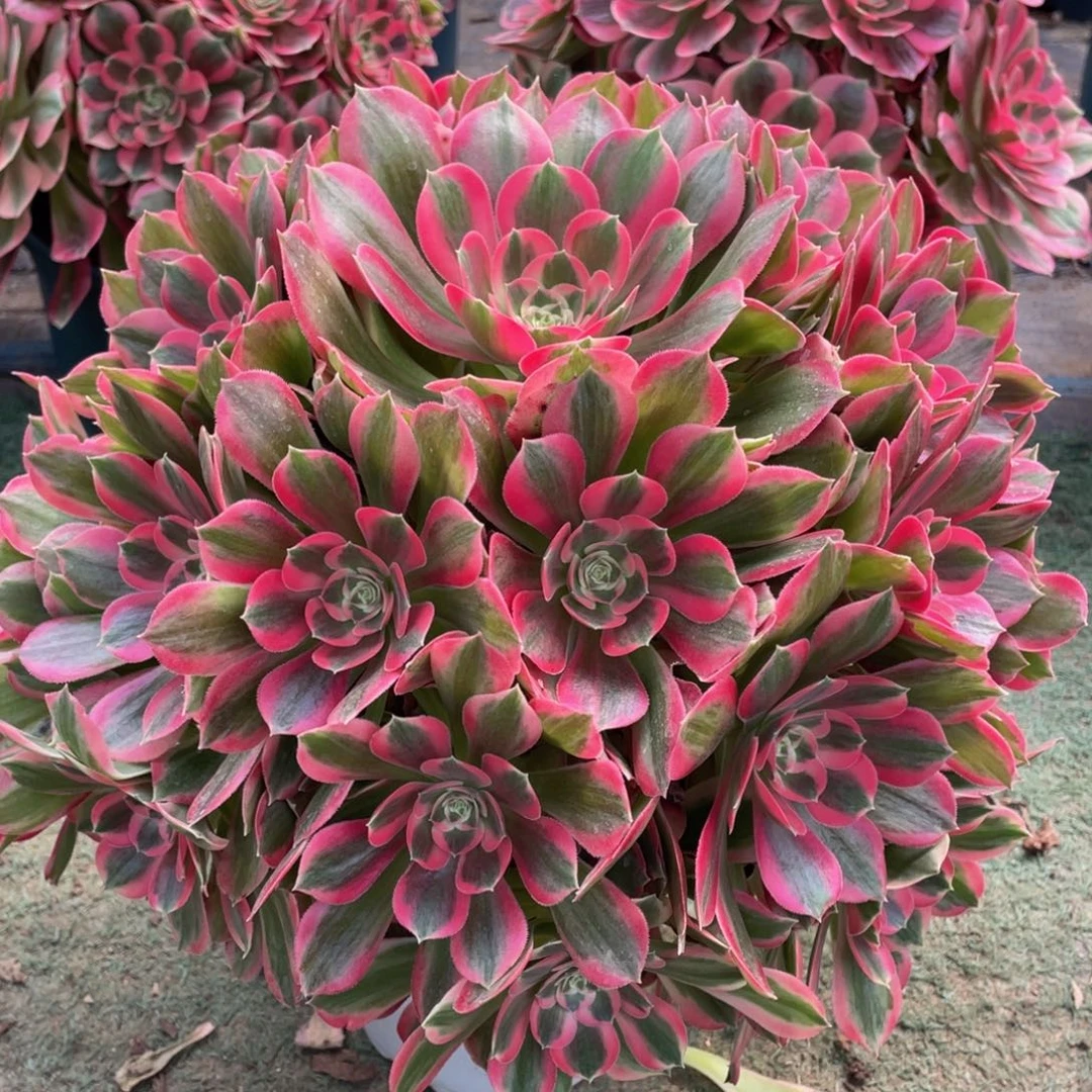 摩*655粉女郎精品法师多肉