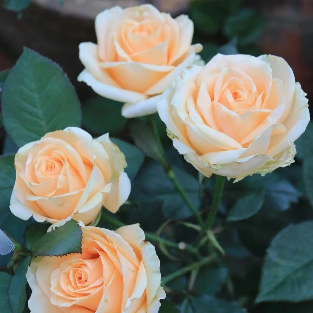 一物一拍月季花苗果汁阳台盆栽带花苞四季开花室内花卉好养活室外