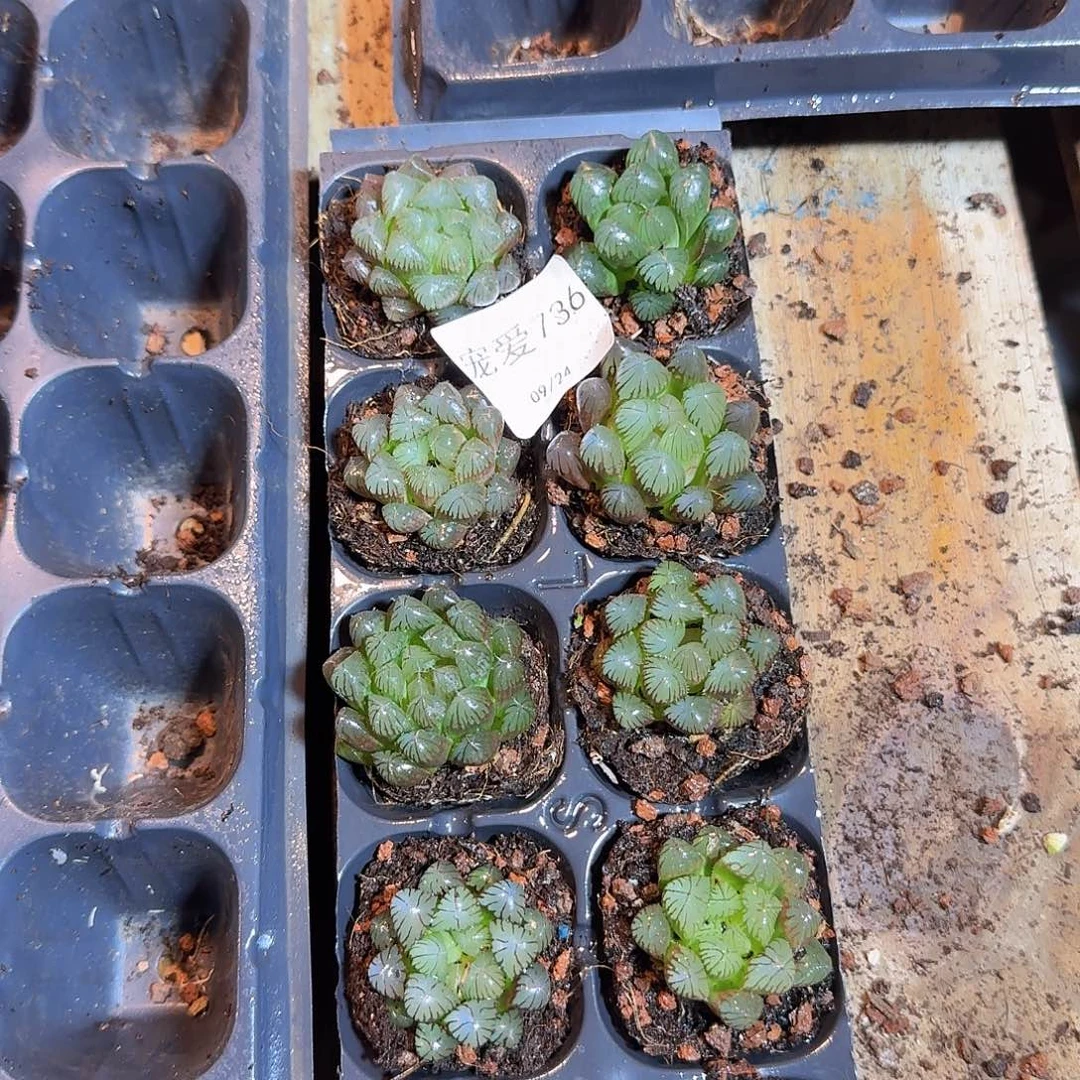 直播福利一物一拍736
