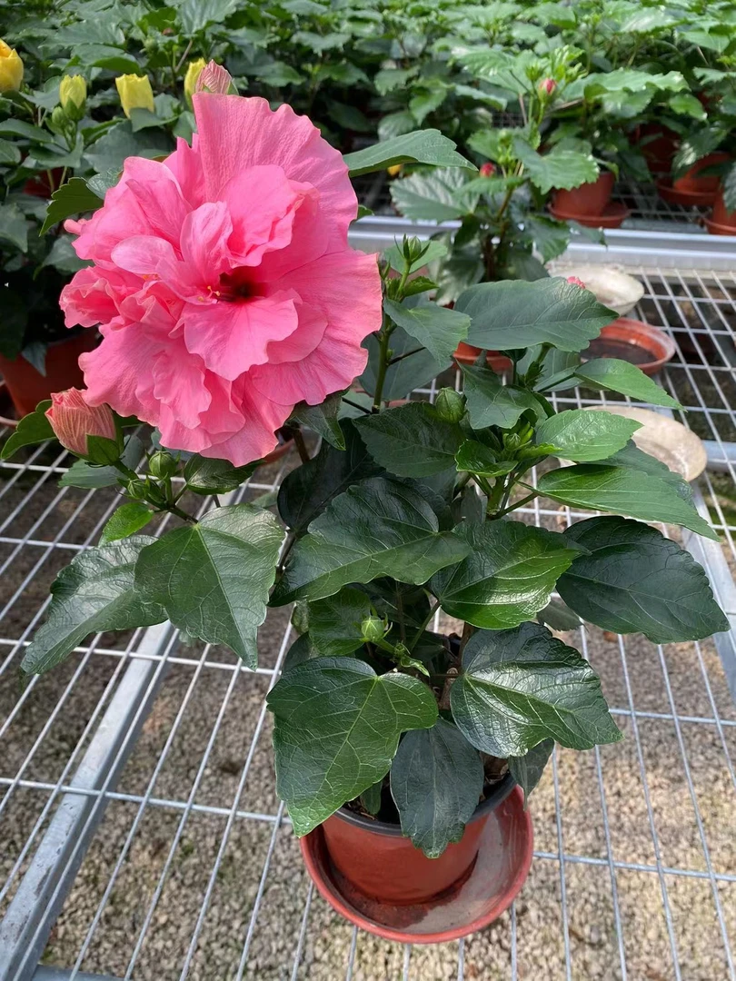 进口丹麦木槿单颗单色（不要换盆，换盆不售后）