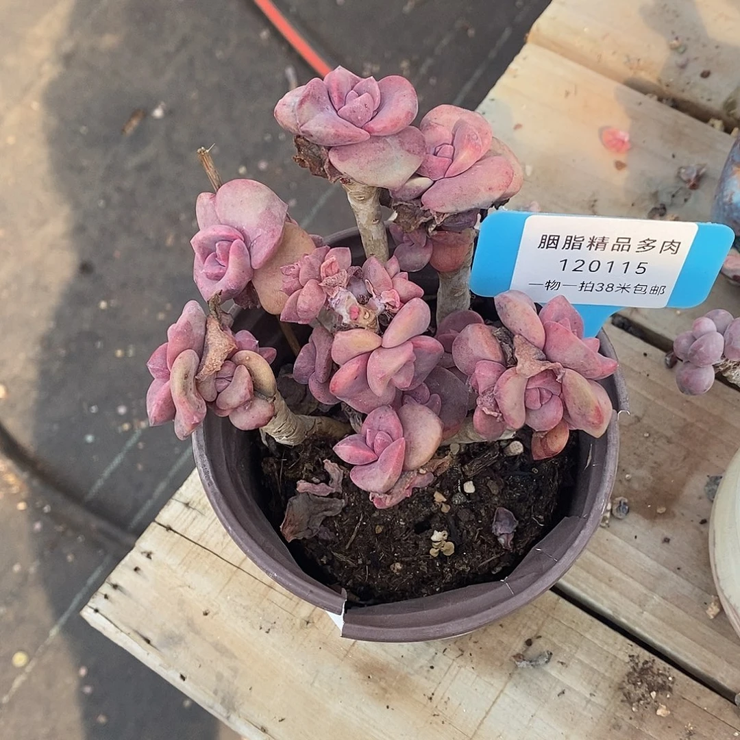 115口气了DJTom我哦哦