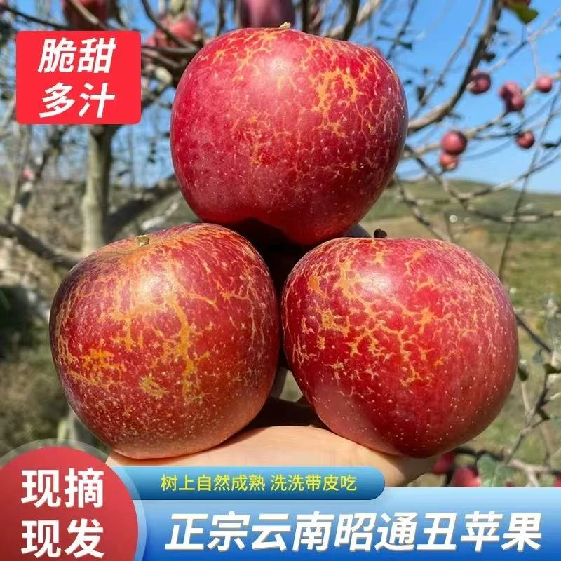 2025年云南昭通冰糖心送礼丑苹果新鲜水果产地直发新鲜苹果