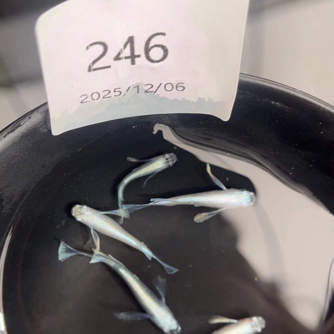 青鳉鱼246天使之翼五尾