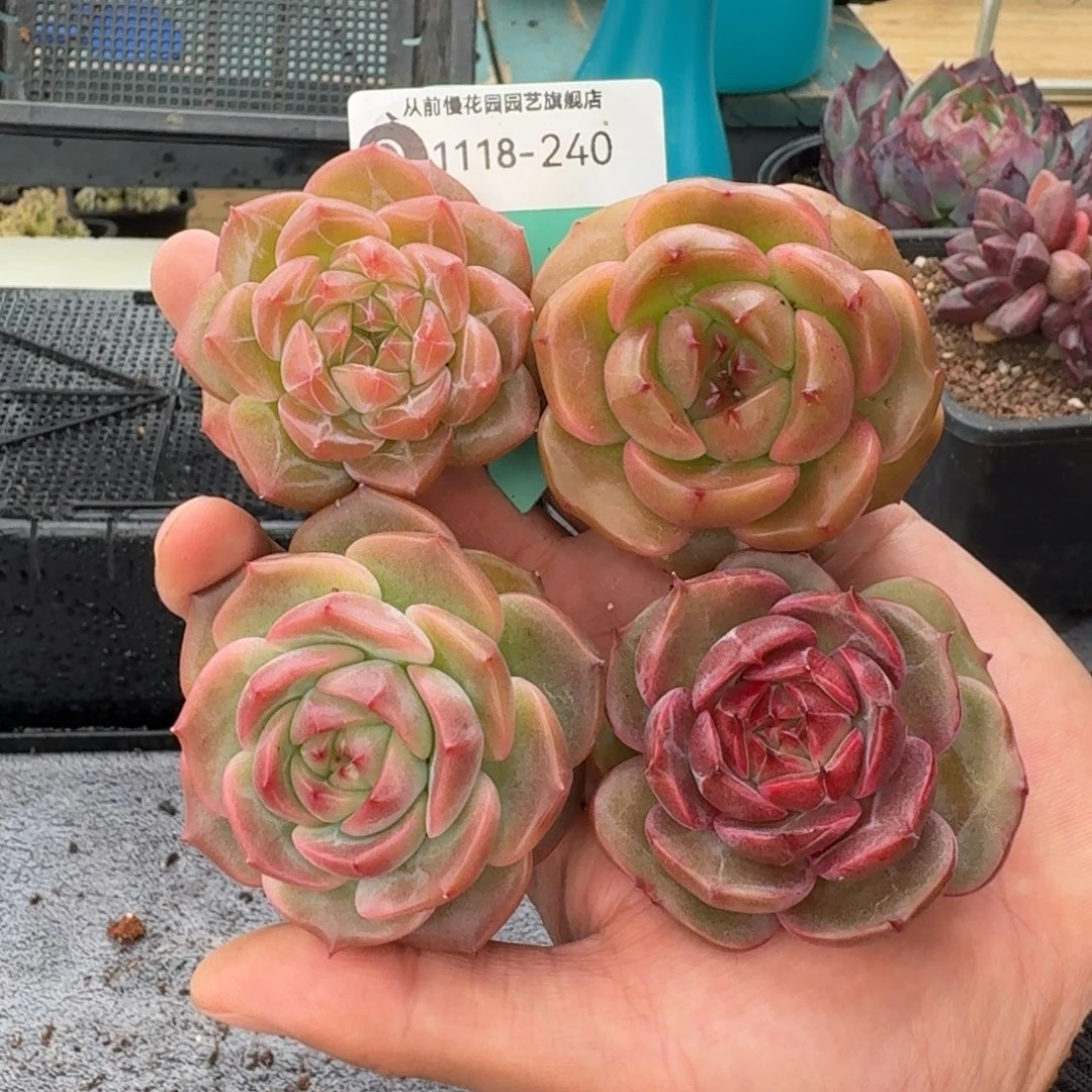 从前慢花园多肉编号1118-240
