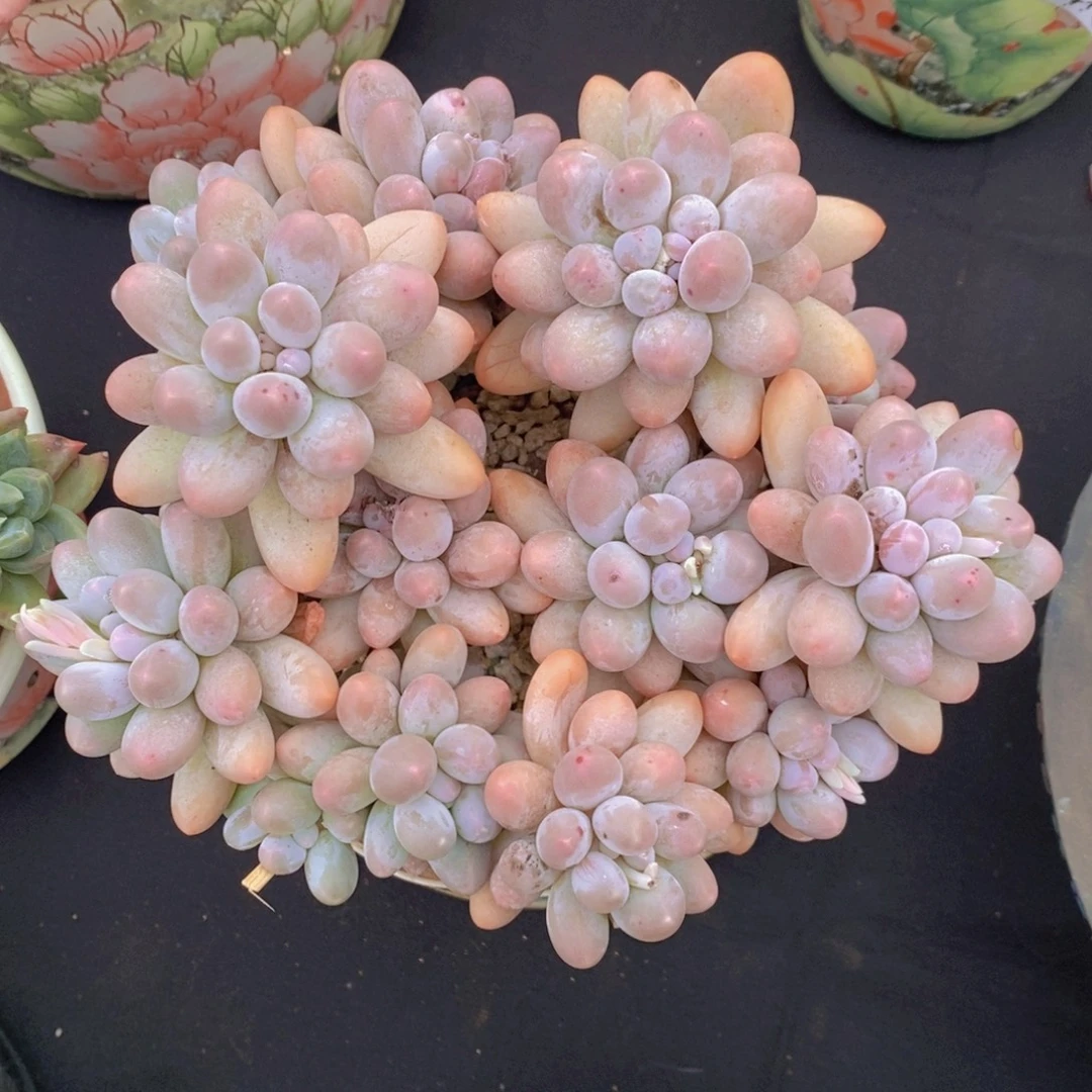 汤圆 一物一拍。