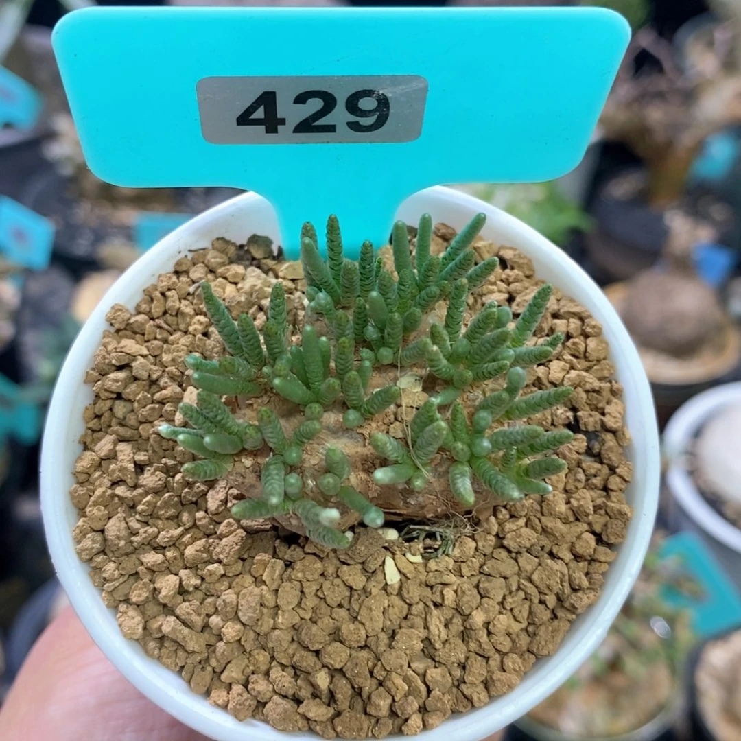 韧锦产地多肉植物429