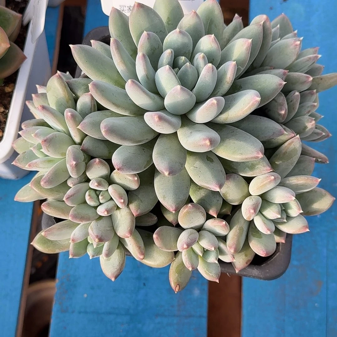 888美人多肉植物默认发货